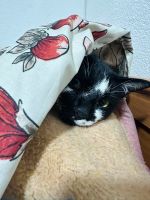 Gato, macho, castrado de año y medio