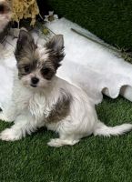 Biewer Puppies for sale in Sacramento, California. price: $3,000