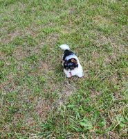 Biewer Puppies for sale in Smithfield, NC 27577, USA. price: $1,200