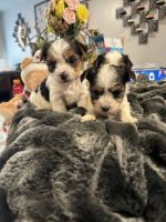 Biewer Puppies for sale in Chicago, Illinois. price: $1,200