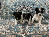 Biewer Puppies for sale in Hiawassee, Georgia. price: $3,500
