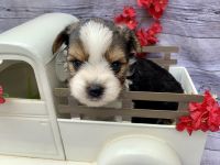 Biewer Puppies for sale in Winslow, Arkansas. price: $2,500
