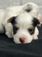 Biewer Puppies for sale in Edmonton, AB, Canada. price: NA