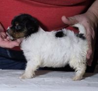 Biewer Puppies for sale in Cadiz, KY 42211, USA. price: $700