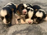 4 Boys looking for a loving home