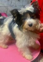 Biewer Puppies for sale in New York, NY, USA. price: $3,500