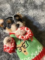 Biewer Puppies for sale in Temecula, CA, USA. price: $5,000