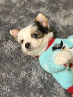 Biewer Puppies for sale in Temecula, CA, USA. price: $4,000