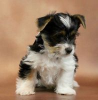 Biewer Puppies for sale in Seattle, WA 98103, USA. price: $500