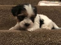 Biewer Puppies for sale in Los Angeles, CA, USA. price: $500