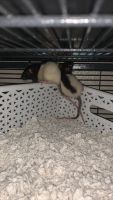 Big-Eared Climbing Rat Rodents Photos