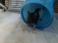 Big-Eared Climbing Rat Rodents Photos