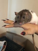 Big-headed Rice Rat Rodents Photos