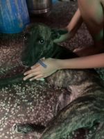 Billy Puppies for sale in Agra, Uttar Pradesh, India. price: 5,000 INR