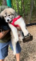 Billy Puppies for sale in Herndon, VA 20191, USA. price: $1,000