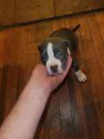 Billy Puppies for sale in St Charles, MO, USA. price: NA