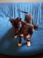 Billy Puppies for sale in Harrisburg, PA 17110, USA. price: $200