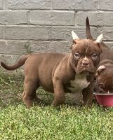 Billy Puppies for sale in Fort Worth, TX 76126, USA. price: $3,500