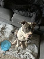 American Pitbull Bully Male 9M For Sale