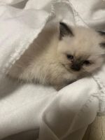 BirmaKatzenzu verkaufen in 40 Düsseldorf, Deutschland. Preis: 550 EUR