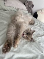 BirmaKatzenzu verkaufen in Balgach, Schweiz. Preis: 550 CHF