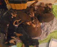 Black and Tan Coonhound Puppies for sale in Post Falls, ID 83854, USA. price: $15,000