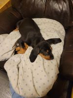 Black and Tan Coonhound Puppies Photos