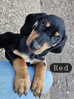 Black and Tan Coonhound Puppies for sale in Johnson City, Texas. price: $100