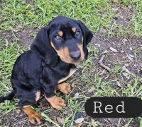 Black and Tan Coonhound Puppies Photos