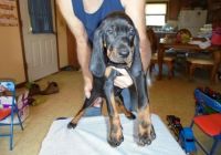 Black and Tan Coonhound Puppies for sale in Dover, DE, USA. price: $500