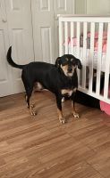 Black and Tan Terrier Puppies for sale in Louisville, TN 37777, USA. price: NA