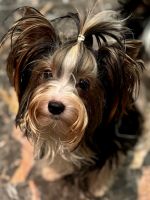 Black and Tan Terrier Puppies for sale in New York, NY, USA. price: $4,500