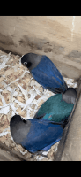Black-faced Ibis Birds Photos