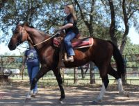 Black Forest Horse Horses for sale in Austin, TX, USA. price: $8,000