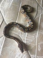 Black-headed python Reptiles for sale in San Angelo, TX, USA. price: $300
