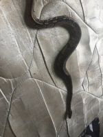 Black-headed python Reptiles Photos
