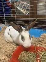 Black Jackrabbit Rabbits for sale in Gainesville, GA, USA. price: $30