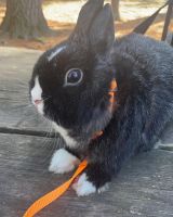 Black Jackrabbit Rabbits Photos