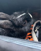 Black Jackrabbit Rabbits Photos