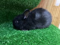 Black Jackrabbit Rabbits for sale in Miami, FL, USA. price: $25