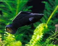 Black Molly Fishes Photos