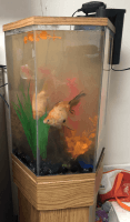 Black Moor Goldfish Fishes for sale in Mt Pleasant, MI 48858, USA. price: $175