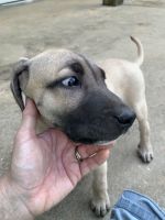 Black Mouth Cur Puppies for sale in Brandon, MS, USA. price: $350