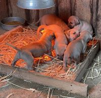Black Mouth Cur Puppies for sale in Booneville, Kentucky. price: $350