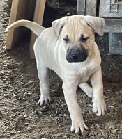 Black Mouth Cur Puppies for sale in Booneville, Kentucky. price: $350