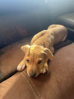 Black Mouth Cur Puppies Photos
