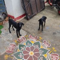 Black Norwegian Elkhound Puppies Photos