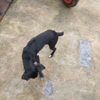 Black Norwegian Elkhound Puppies Photos