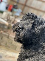 Black Russian Terrier Puppies Photos
