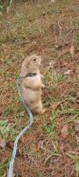 Black-tailed Prairie Dog Rodents Photos
